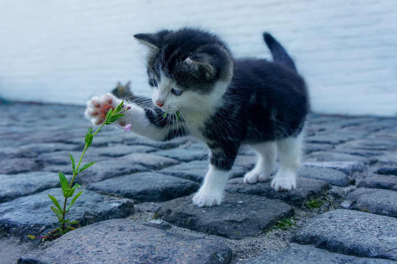 How to feed cats of different ages？